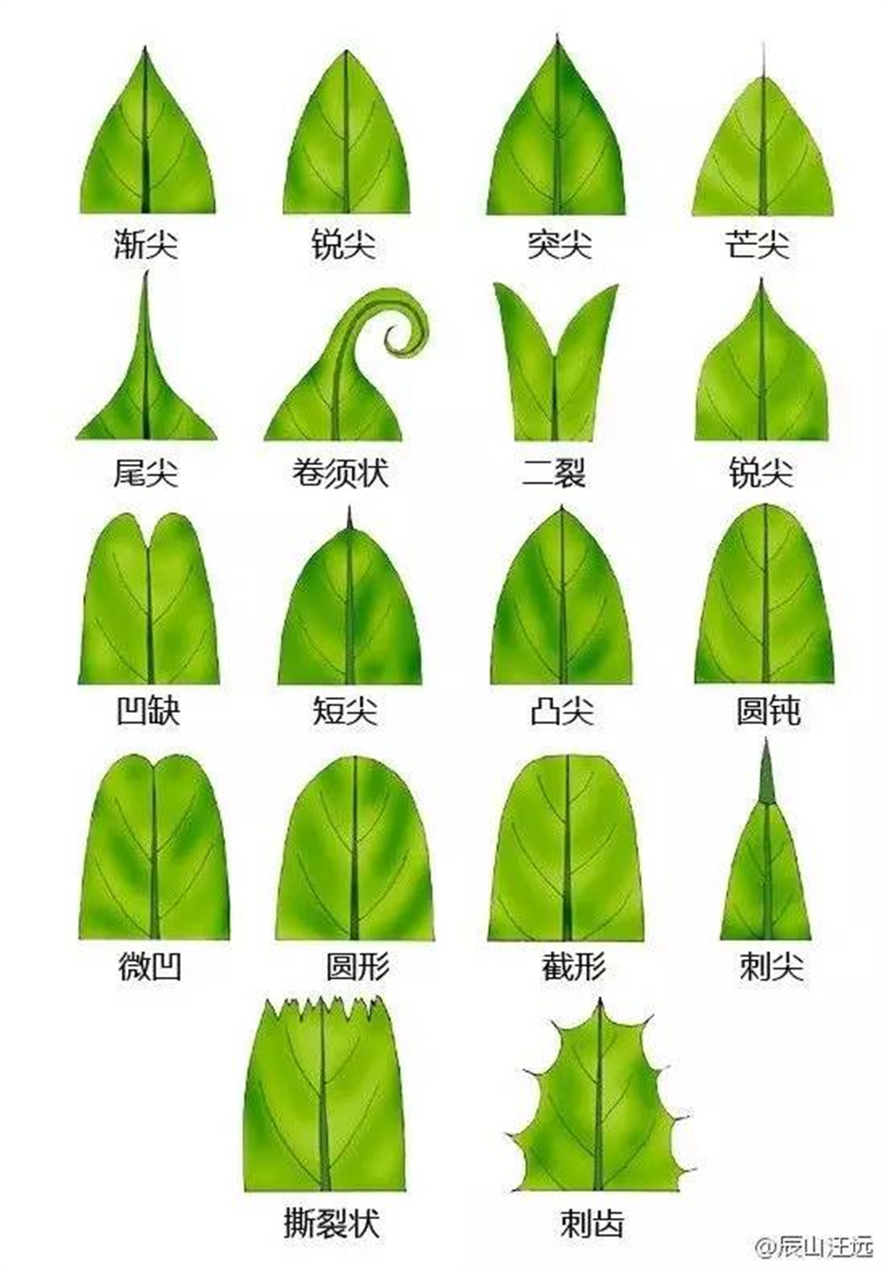 超全植物形态术语资料，园林景观必备！