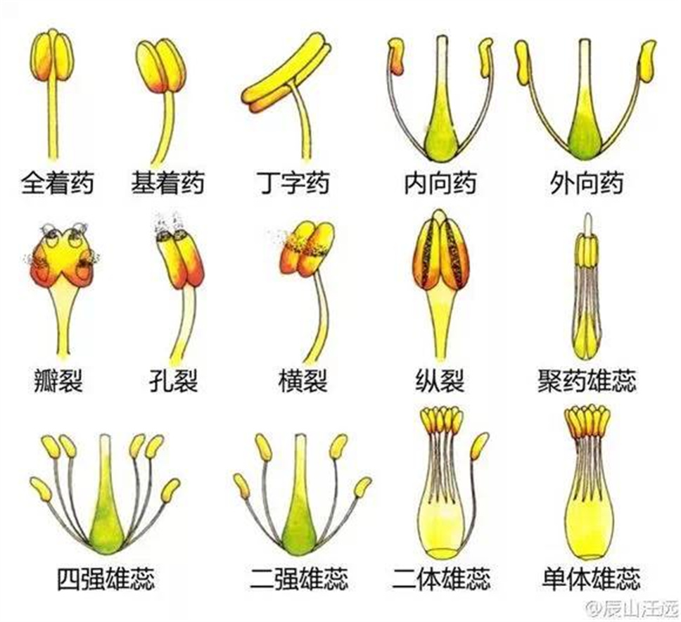 超全植物形态术语资料，园林景观必备！