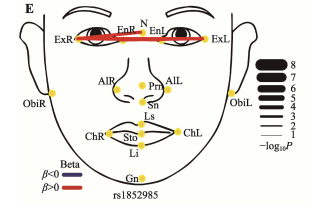 遗传 | 12个与脸部特征显著相关的SNP位点，一文总结！