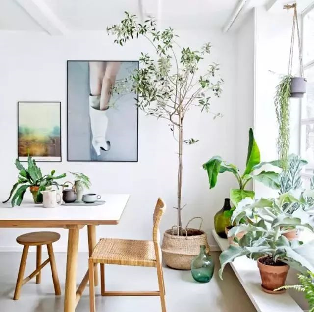 这些室内垂吊植物，点缀家居之美，美翻你整个家