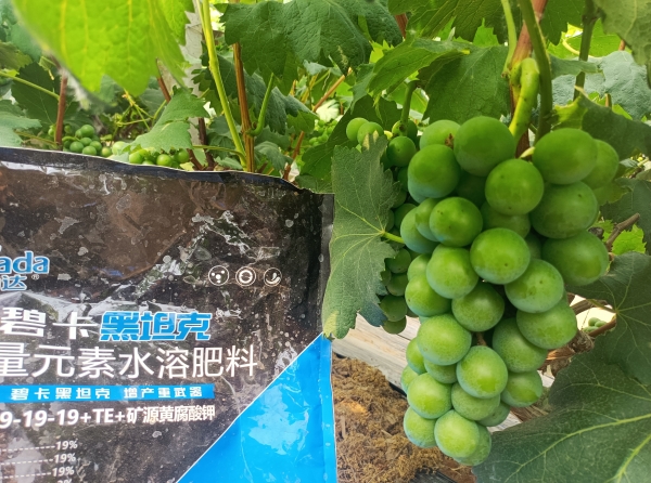 大量元素水溶肥哪個好？認準碧卡黑坦克