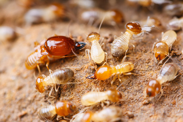 白蚁防治全攻略：科学消杀，让你无后顾之忧！