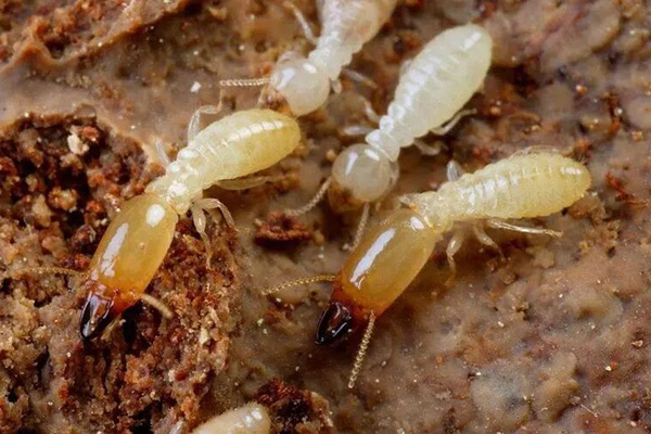 白蚁危害知多少？一篇文章带你全面了解白蚁的危害！