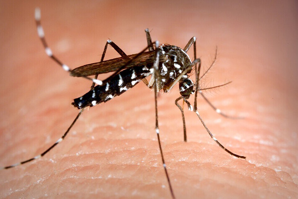 蚊虫消杀全攻略：从预防到消灭，一网打尽！