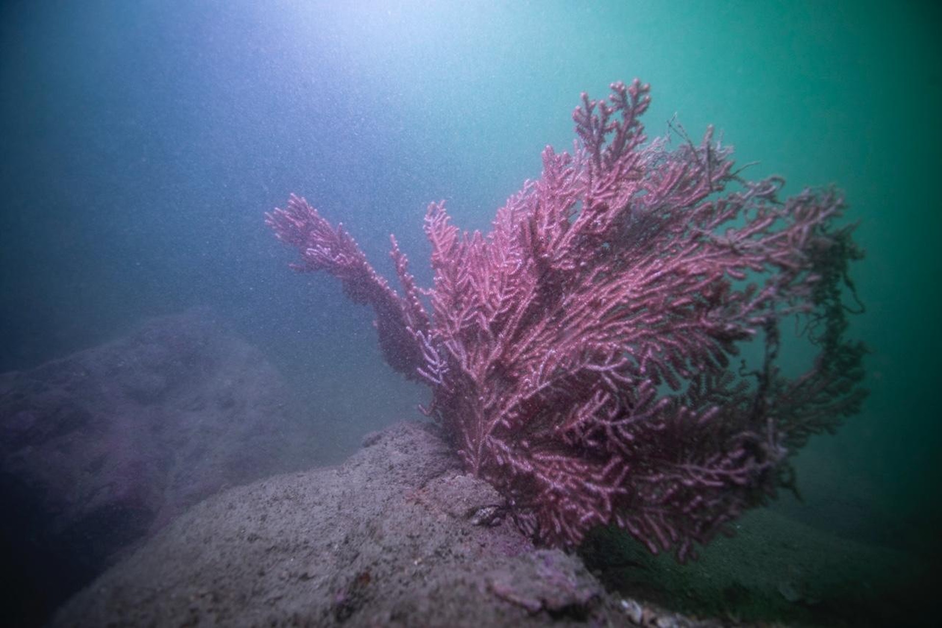 Victoria Harbour New Discoveries - SKLMP team use Underwater Communication and Navigation System