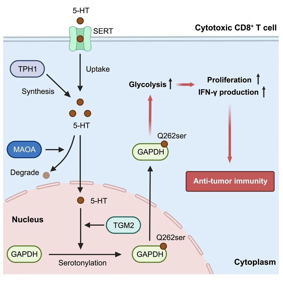 Mol Cell（IF=16）｜化学蛋白质组学助力解析5-羟色胺化翻译后修饰促进CD8+T细胞抗癌机制