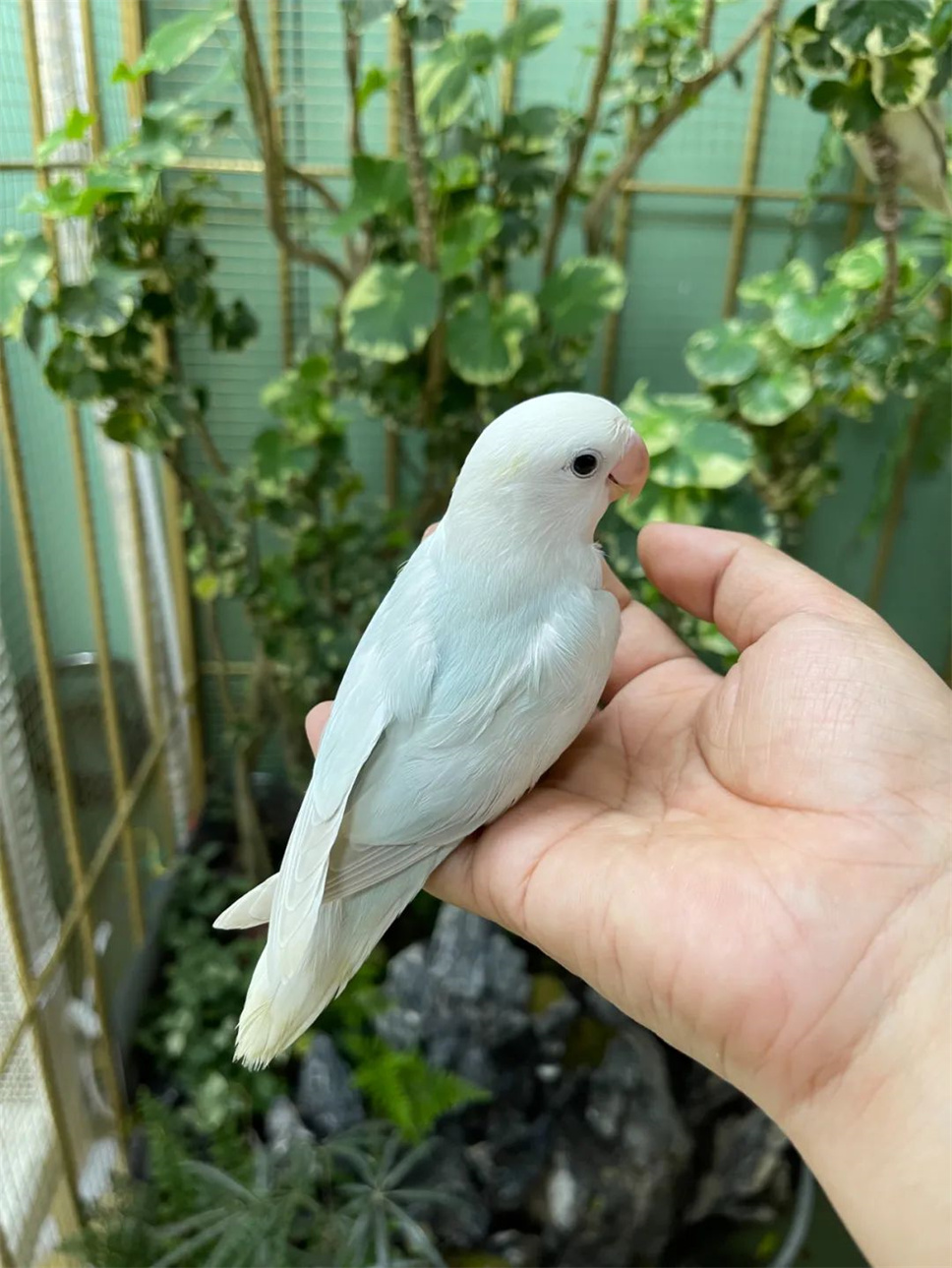 寶藏店鋪：迎海寵物-丞丞的小鸚鵡