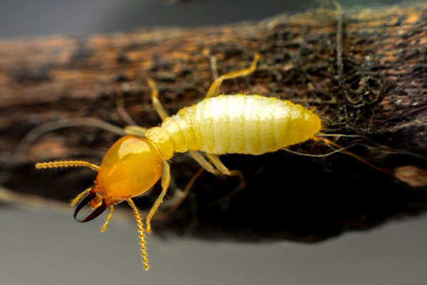 家居白蚁防治：教你如何辨识和处理白蚁问题！