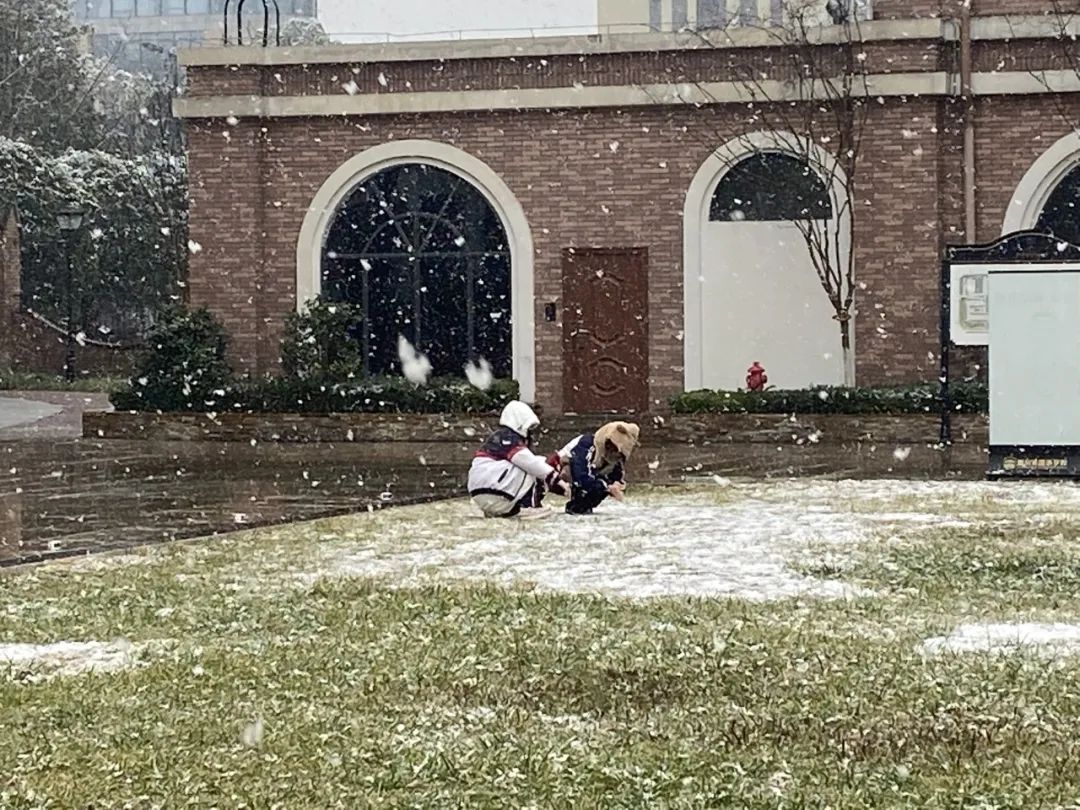 下雪啦，下雪啦！邀请朋友们欣赏新川蓝花楹校园里的雪景。 