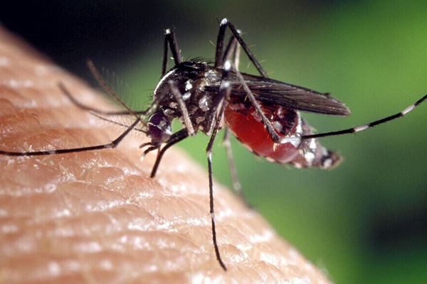 蚊虫防治攻略：掌握这些技巧，让你的家庭更安全！