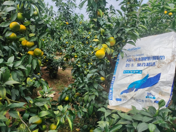 柑橘种植使用什么样的水溶肥，让产量翻番