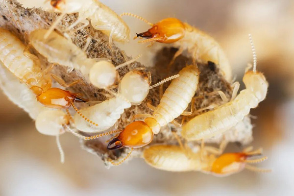 消灭白蚁，为何需要综合治理？多角度分析！