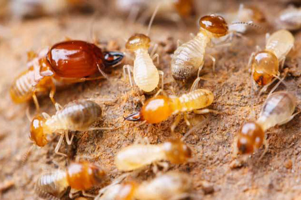 如何利用白蚁防治资质提升业务水平？