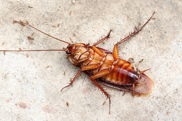 家里蟑螂横行？试试这些快速有效的科学防治蟑螂技巧！