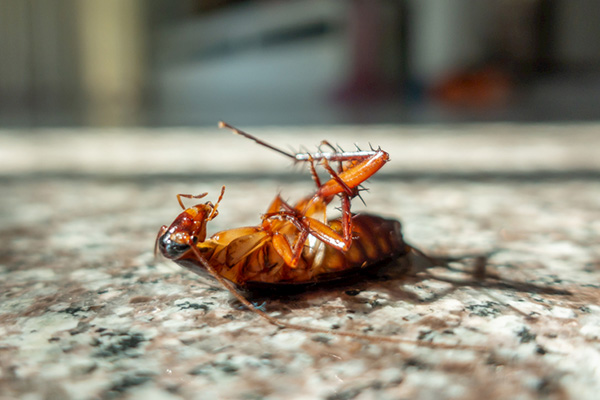 蟑螂为何如此难消灭？有效防治方法揭秘！