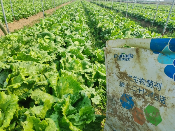 微生物菌劑效果好？生菜種植戶有說不完的話