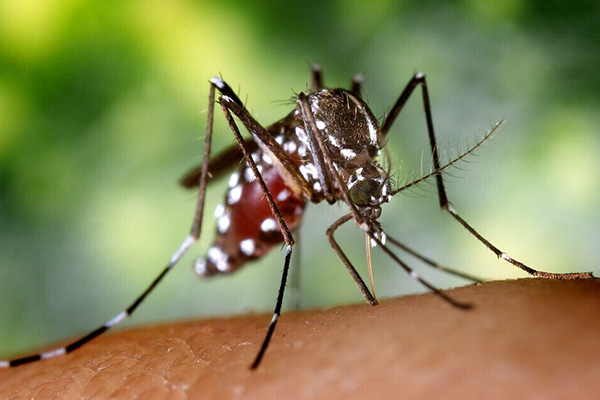 蚊虫防治技巧大全：轻松解决蚊虫问题！