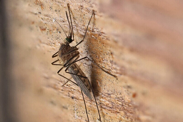 蚊虫防治技巧大全：轻松解决蚊虫问题！