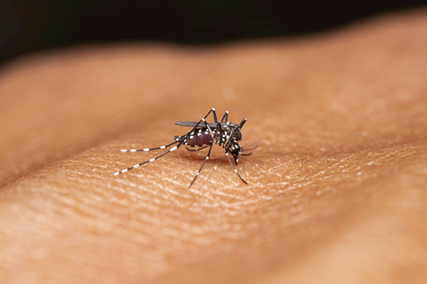 警惕！小小蚊子叮咬，竟是疾病传播的隐形途径？