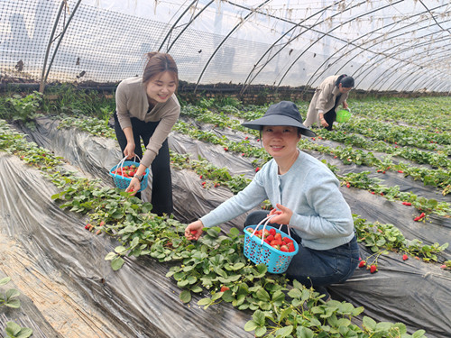 相约“三八” 共赴“ 莓 ” 好时光 ——中陕核辐照公司组织“三八”妇女节草莓采摘活动