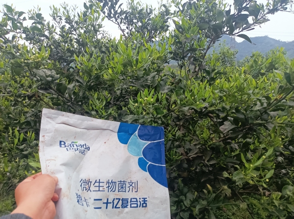 水溶肥在柑橘開花期如何使用？