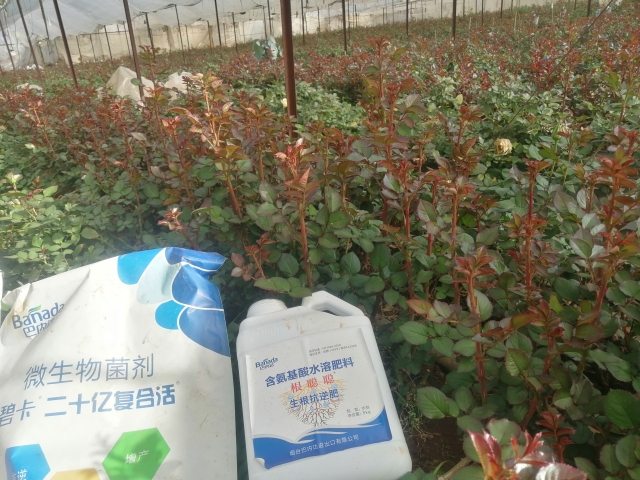 碧卡水溶肥方案让玫瑰种植户增产又增收！