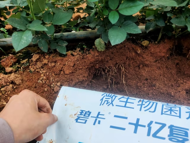 碧卡水溶肥方案讓玫瑰種植戶增產又增收！