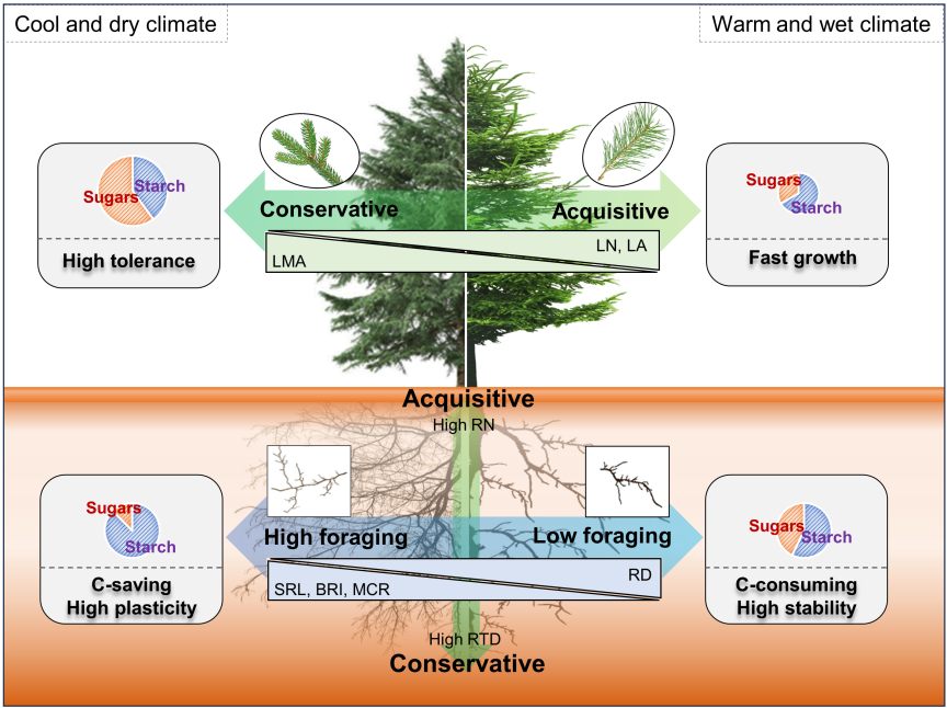 成都生物所在高寒针叶林非结构性碳与地上-地下经济策略的协调模式研究中获新进展