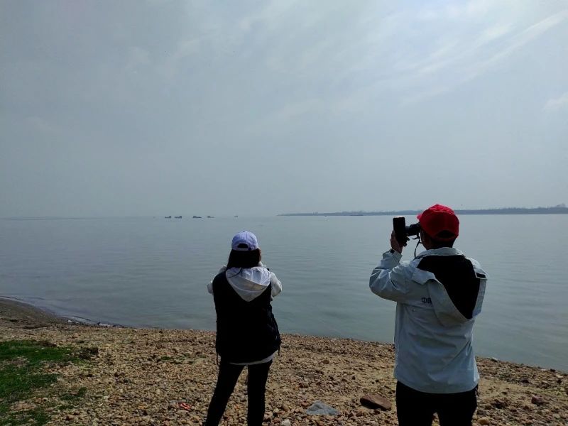 一大群现身武汉江面，现场视频拍到了