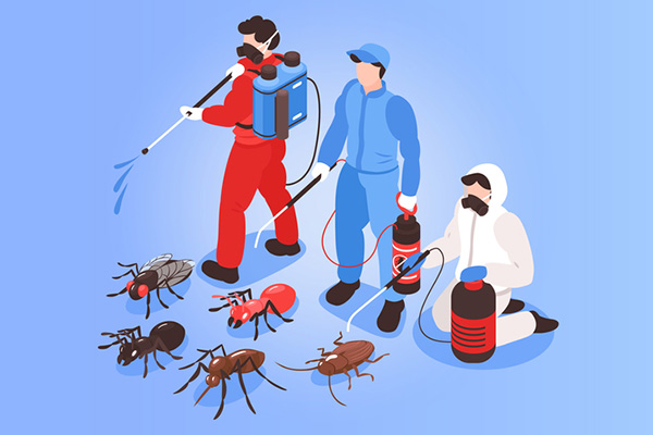 如何有效防治家庭害虫？了解这些妙招让你安心居住！