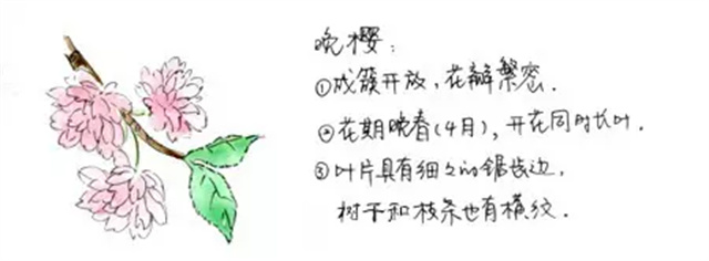 怎么分辨桃花/杏花/樱花/梨花/李花/苹果花/海棠花