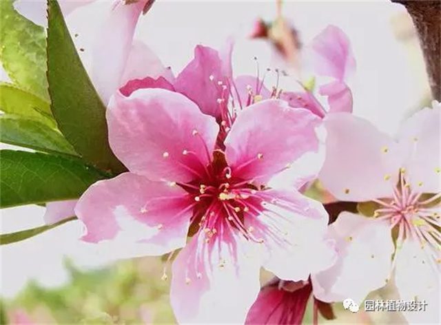 怎么分辨桃花/杏花/樱花/梨花/李花/苹果花/海棠花