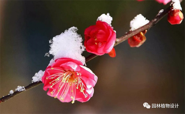 怎么分辨桃花/杏花/樱花/梨花/李花/苹果花/海棠花