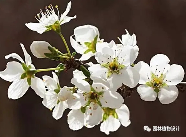 怎么分辨桃花/杏花/樱花/梨花/李花/苹果花/海棠花