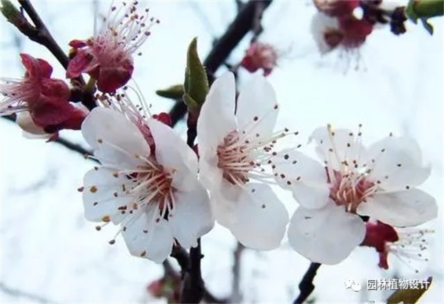 怎么分辨桃花/杏花/樱花/梨花/李花/苹果花/海棠花