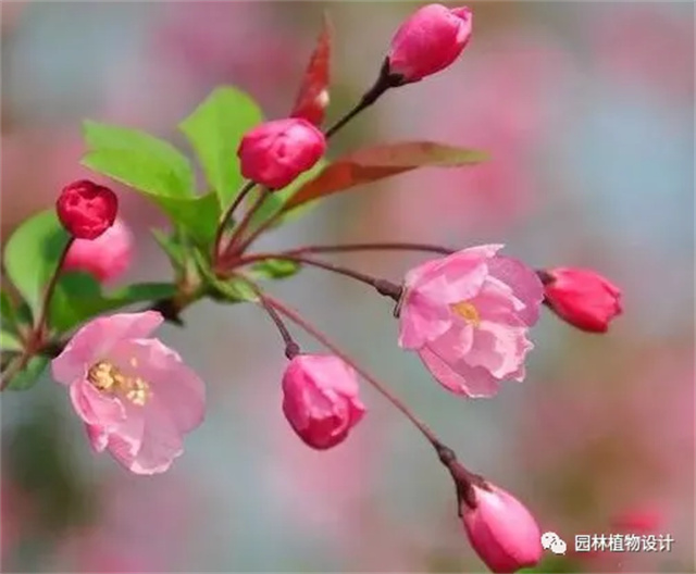 怎么分辨桃花/杏花/樱花/梨花/李花/苹果花/海棠花