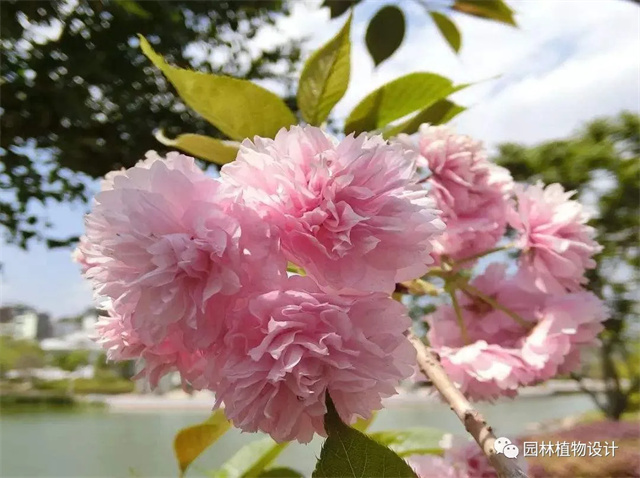 怎么分辨桃花/杏花/樱花/梨花/李花/苹果花/海棠花