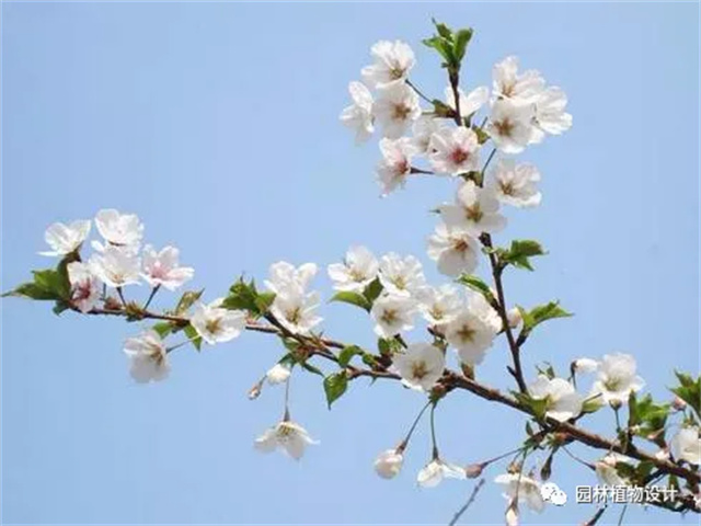 怎么分辨桃花/杏花/樱花/梨花/李花/苹果花/海棠花