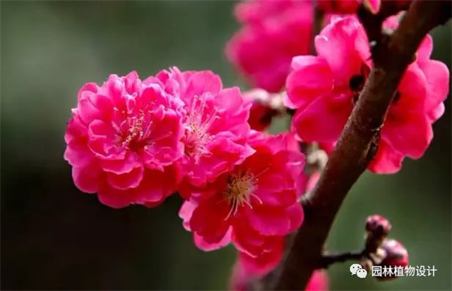 怎么分辨桃花/杏花/樱花/梨花/李花/苹果花/海棠花