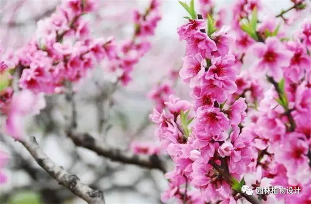 怎么分辨桃花/杏花/樱花/梨花/李花/苹果花/海棠花