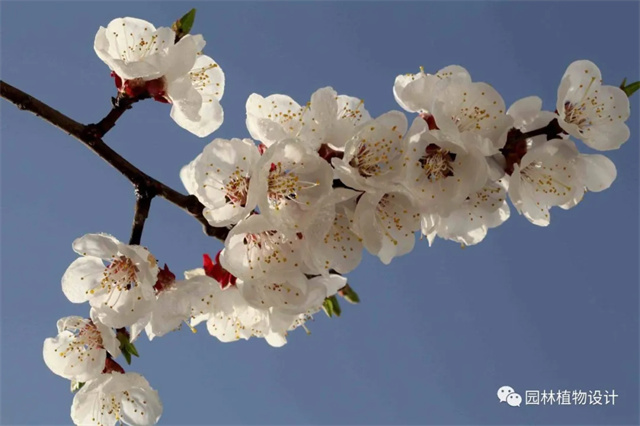 怎么分辨桃花/杏花/樱花/梨花/李花/苹果花/海棠花