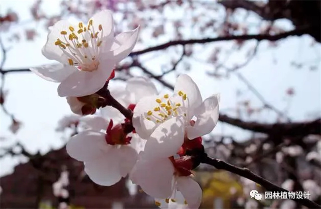 怎么分辨桃花/杏花/樱花/梨花/李花/苹果花/海棠花