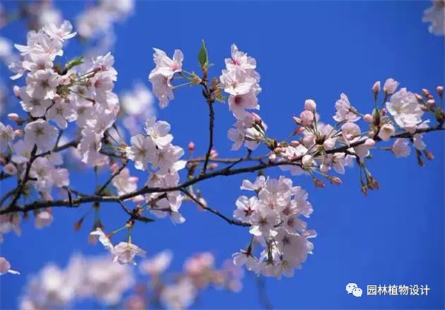 怎么分辨桃花/杏花/樱花/梨花/李花/苹果花/海棠花