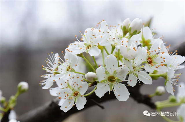 怎么分辨桃花/杏花/樱花/梨花/李花/苹果花/海棠花