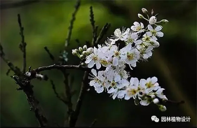 怎么分辨桃花/杏花/樱花/梨花/李花/苹果花/海棠花