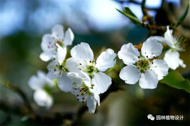 怎么分辨桃花/杏花/樱花/梨花/李花/苹果花/海棠花