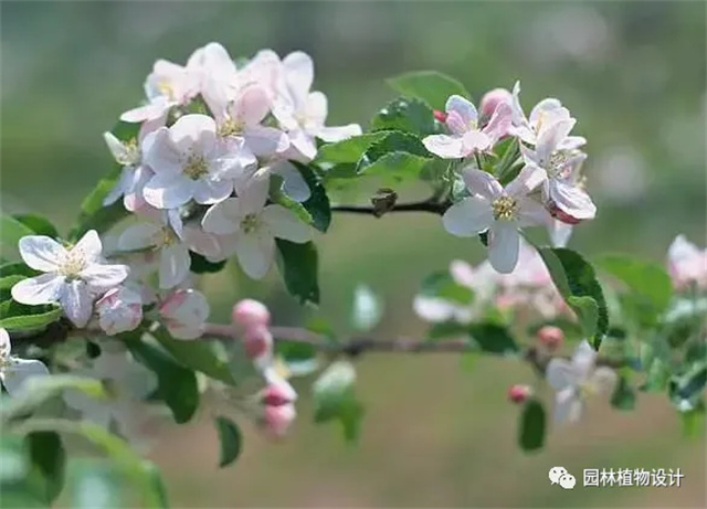 怎么分辨桃花/杏花/樱花/梨花/李花/苹果花/海棠花