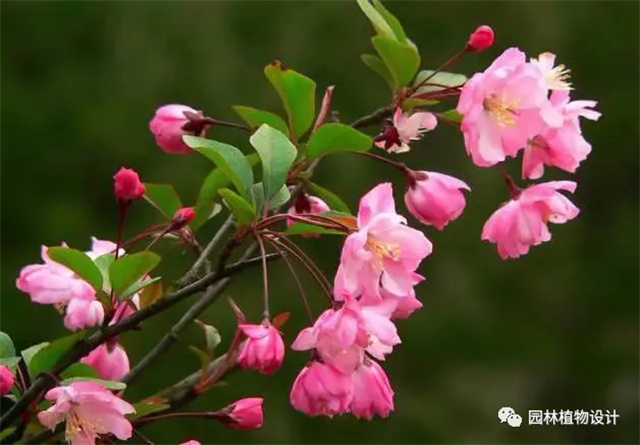 怎么分辨桃花/杏花/樱花/梨花/李花/苹果花/海棠花