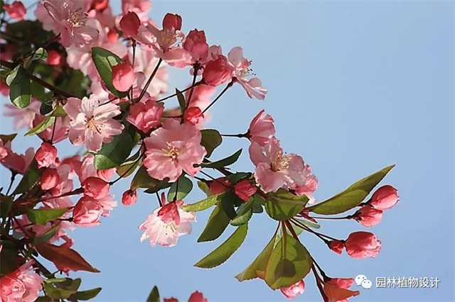 怎么分辨桃花/杏花/樱花/梨花/李花/苹果花/海棠花