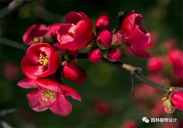 怎么分辨桃花/杏花/樱花/梨花/李花/苹果花/海棠花